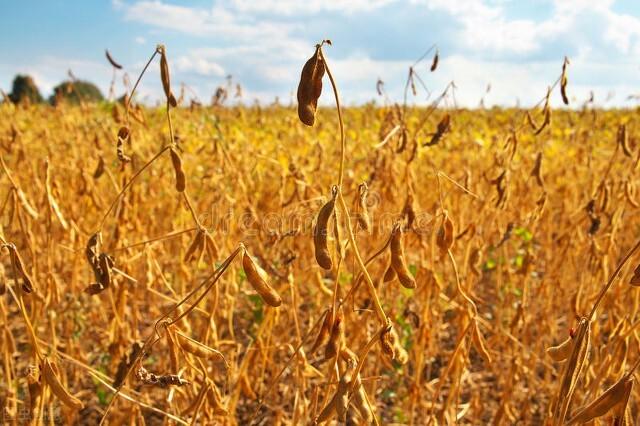 美国80%的春小麦已售，赶不上涨价，撞上化肥涨价，美国农民苦？