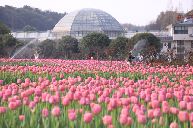 一百个春天的文案都抵不过一场盛开的郁金香！湖南省植物园温馨提示