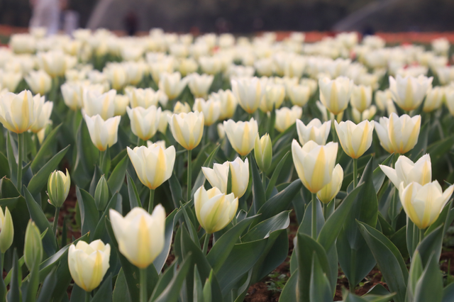 一百个春天的文案都抵不过一场盛开的郁金香！湖南省植物园温馨提示