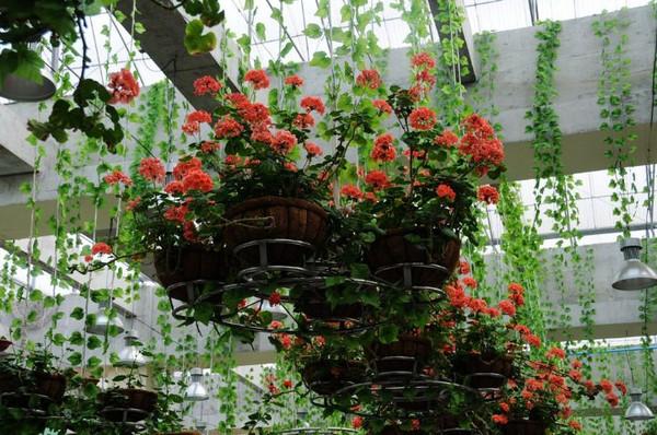 百万葵园：花香弥漫的葵园餐厅