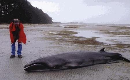 伊西斯龙王鲸有多长，伊西斯龙王鲸vs霍夫曼沧龙