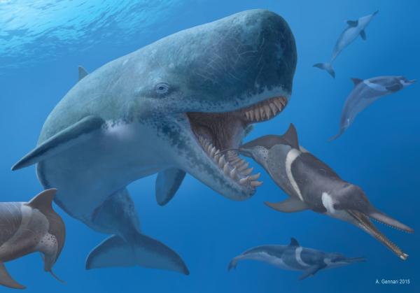 伊西斯龙王鲸有多长，伊西斯龙王鲸vs霍夫曼沧龙
