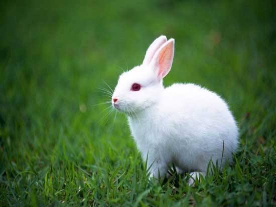 为什么兔子是中国的象征