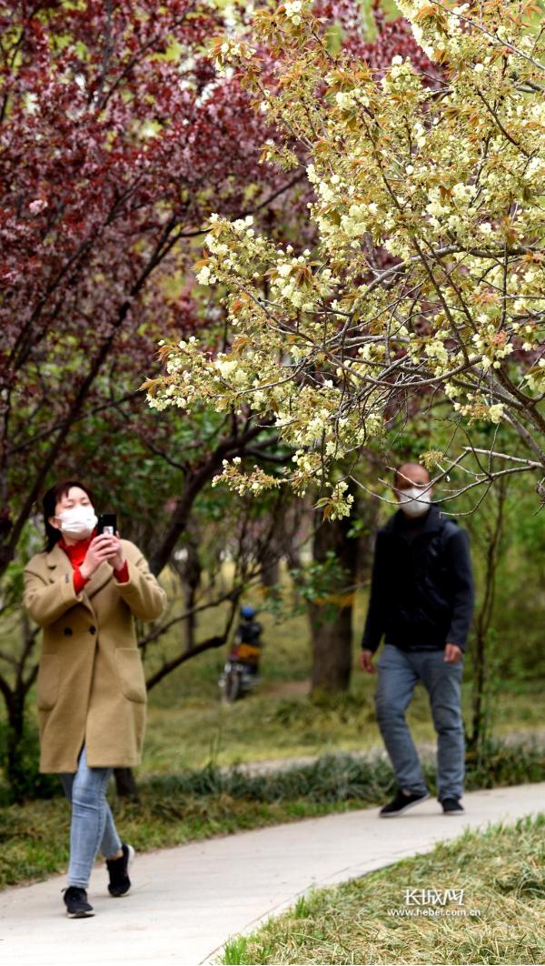 关于石家庄栾城樱花园的介绍，樱花开了美丽景色图片