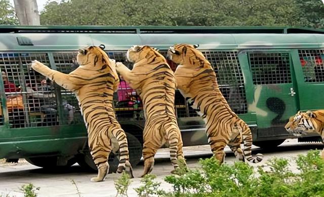 轰动一时的八达岭老虎咬人事件，中国城市动物园排名前十
