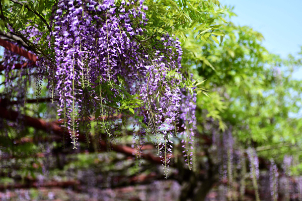 紫藤树苗什么时候种植？紫藤树适合南方种植吗？