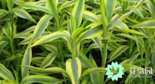 金边富贵竹的养殖方法和注意事项