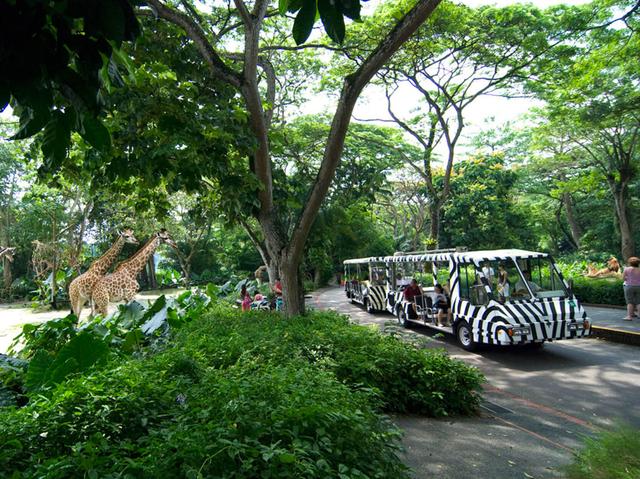 新加坡旅游景点有哪些，鱼尾狮公园美景动物多花园湖畔游客热闹