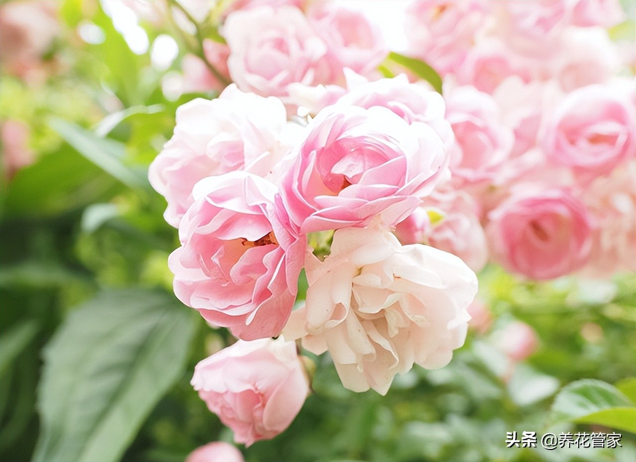 盘点十大花语最浪漫的花卉，每一种都让人怦然心动