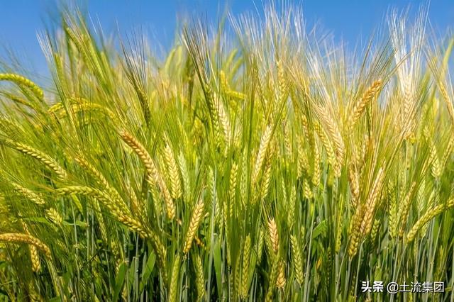 最新小麦价格及后市价格预测，最新制粉小麦价格已达1.45元