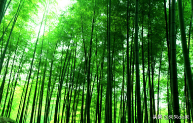 竹纤维是什么面料？竹纤维里面真的有竹子吗？
