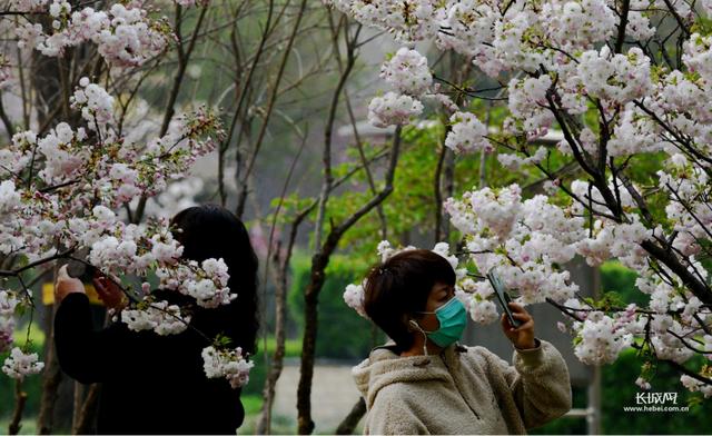 关于石家庄栾城樱花园的介绍，樱花开了美丽景色图片