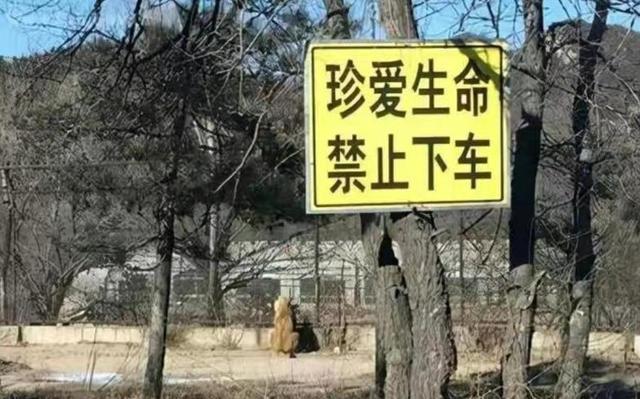 轰动一时的八达岭老虎咬人事件，中国城市动物园排名前十
