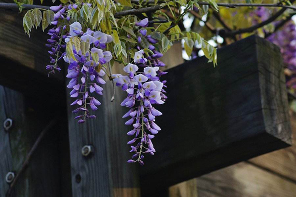 紫藤树苗什么时候种植？紫藤树适合南方种植吗？
