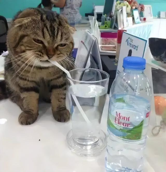 猫咪喜欢流动水饮水吗