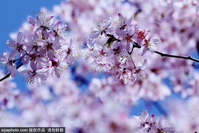 北京樱花什么时候开花，京都樱花景点介绍
