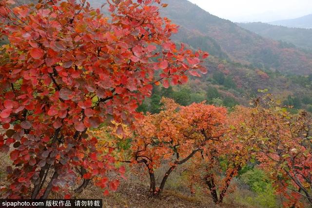 漫步京城这些森林公园，共赏秋景如画