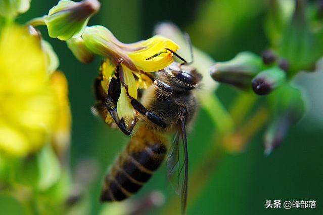 寻找野寻找野生蜜蜂的绝招