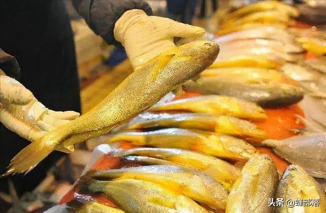黄花鱼价格行情分析，野生黄鱼多少一斤
